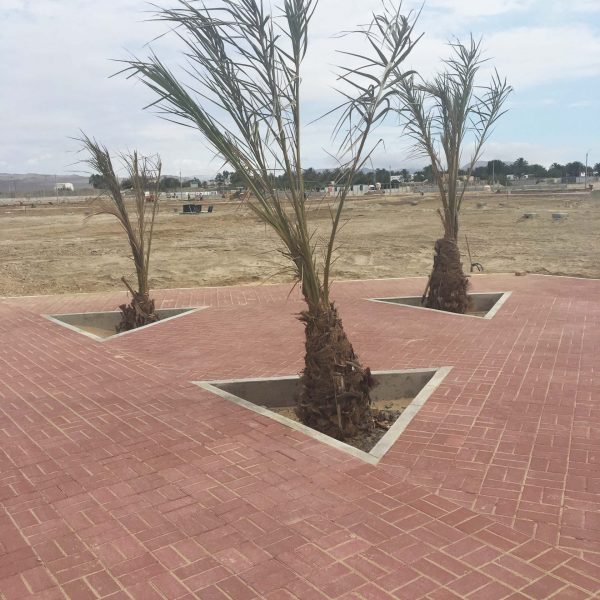 palmera despues